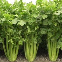 Seler Tango 10 000 nasion ST